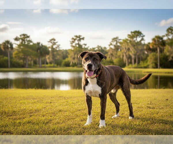 Medium Photo #3 Plott Hound-Unknown Mix Puppy For Sale in Tavares, FL, USA