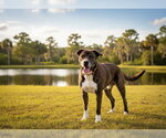 Small #2 Plott Hound Mix
