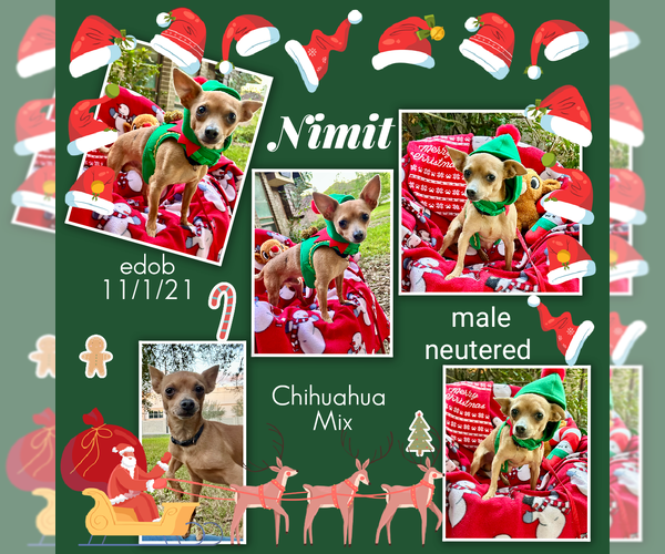 Medium Photo #4 Chihuahua-Unknown Mix Puppy For Sale in Missouri City, TX, USA