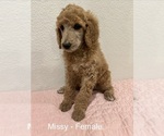 Puppy Missy Poodle (Standard)