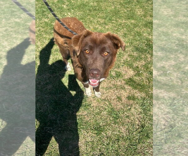 Medium Photo #3 Retriever -Unknown Mix Puppy For Sale in Evansville, IN, USA