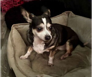 Chihuahua Dogs for adoption in Middlesex, NC, USA
