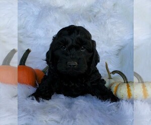 Cock-A-Poo Puppy for sale in FREDERICKSBG, OH, USA