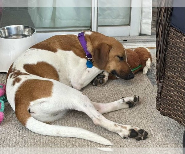 Medium Photo #4 Mutt Puppy For Sale in pomfret, CT, USA