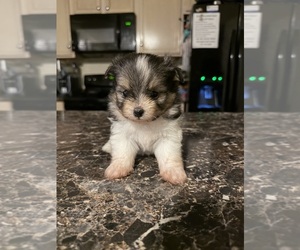 Shiranian Puppy for sale in CINCINNATI, OH, USA