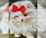 Small Photo #7 Pomeranian Puppy For Sale in FORT LAUDERDALE, FL, USA
