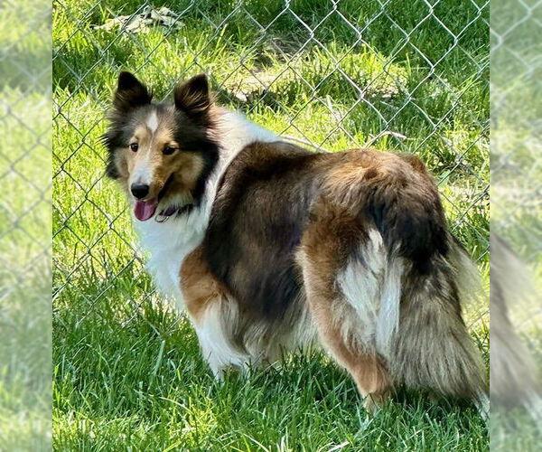 Medium Photo #5 Mutt Puppy For Sale in Wamego, KS, USA