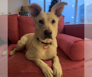 Carolina Dog-Unknown Mix Dogs for adoption in Boston, MA, USA