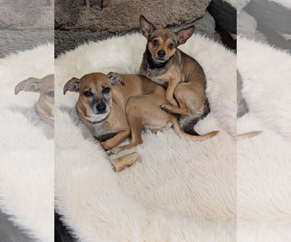 Medium Photo #4 Chihuahua-Unknown Mix Puppy For Sale in Aurora, CO, USA