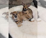 Small #3 Chihuahua Mix