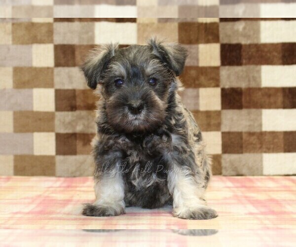 Medium Photo #3 Schnauzer (Miniature) Puppy For Sale in DENVER, PA, USA