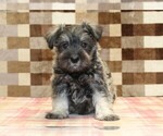 Small #2 Schnauzer (Miniature)