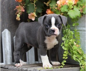 Faux Frenchbo Bulldog Puppy for sale in FREDERICKSBG, OH, USA