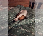 Small Photo #3 Italian Greyhound-Jack Russell Terrier Mix Puppy For Sale in Arlington, WA, USA