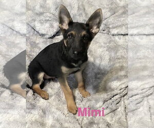 Mimi - Female German Shepherd Dog Dog for Adoption