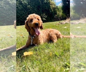 Mother of the Goldendoodle (Miniature) puppies born on 03/30/2026