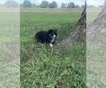 Small Photo #15 Miniature Australian Shepherd Puppy For Sale in BETHANY, IL, USA