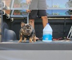 Small #2 French Bulldog