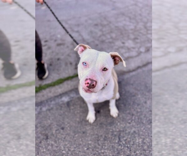 Medium Photo #8 American Staffordshire Terrier-Unknown Mix Puppy For Sale in Lake Forest, CA, USA