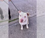 Small #7 American Staffordshire Terrier Mix