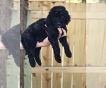 Small Photo #2 Goldendoodle Puppy For Sale in PINEHURST, NC, USA