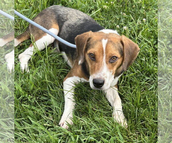 Medium Photo #2 Beagle-Unknown Mix Puppy For Sale in Batavia, OH, USA