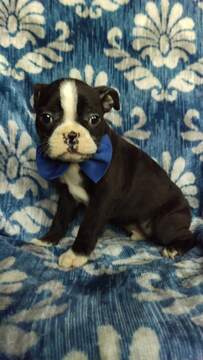 Medium Photo #3 Boston Terrier Puppy For Sale in LANCASTER, PA, USA