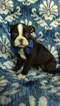 Small Photo #3 Boston Terrier Puppy For Sale in LANCASTER, PA, USA