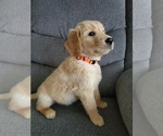 Small Photo #3 Golden Retriever Puppy For Sale in WILLCOX, AZ, USA