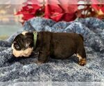 Small #5 English Bulldog