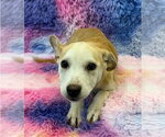 Small Photo #3 German Shepherd Dog-Unknown Mix Puppy For Sale in Lakewood, CO, USA