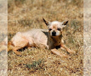 Mutt Dogs for adoption in Vail, AZ, USA