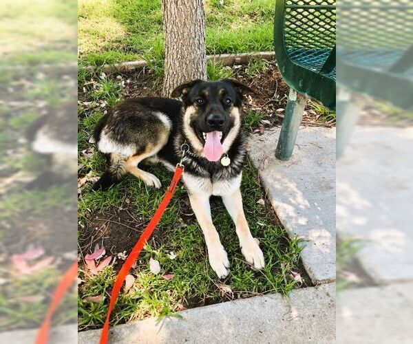 Medium Photo #2 German Shepherd Dog Puppy For Sale in Cupertino, CA, USA