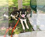 Small #1 German Shepherd Dog