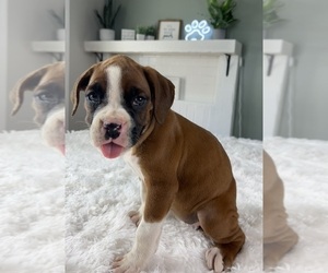 Boxer Puppy for sale in INDIANAPOLIS, IN, USA