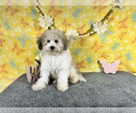 Small Photo #6 Poodle (Miniature) Puppy For Sale in COLORADO SPRINGS, CO, USA