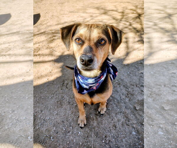 Medium Photo #2 Beagle Puppy For Sale in Apple Valley, CA, USA