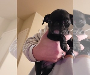 Pug Puppy for sale in COLORADO SPRINGS, CO, USA