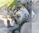 Small Photo #4 Great Dane Puppy For Sale in SACRAMENTO, CA, USA