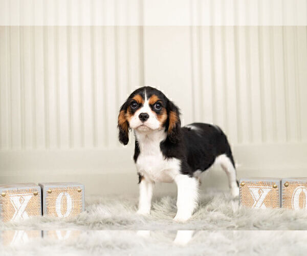 Medium Photo #5 Cavalier King Charles Spaniel Puppy For Sale in WARSAW, IN, USA