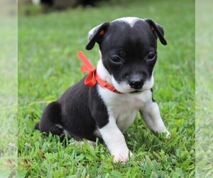 Boston Terrier-Jack Russell Terrier Mix Puppy for sale in MECHANICSVILLE, MD, USA