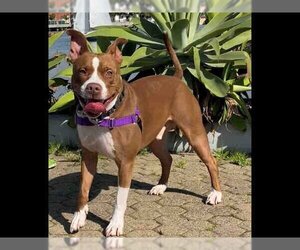 Staffordshire Bull Terrier-Unknown Mix Dogs for adoption in Alameda, CA, USA