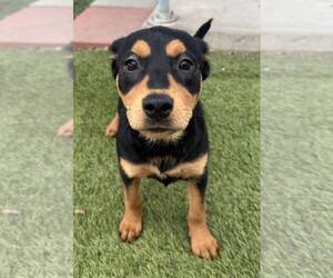 Mutt Dogs for adoption in La Verne, CA, USA