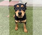 Small Mutt