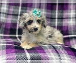 Small Photo #3 Aussiedoodle Miniature  Puppy For Sale in LAKELAND, FL, USA