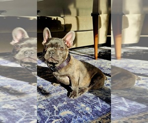 French Bulldog Puppy for sale in REDMOND, WA, USA