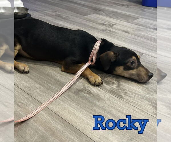 Medium Photo #5 Dachshund Puppy For Sale in San Antonio, TX, USA