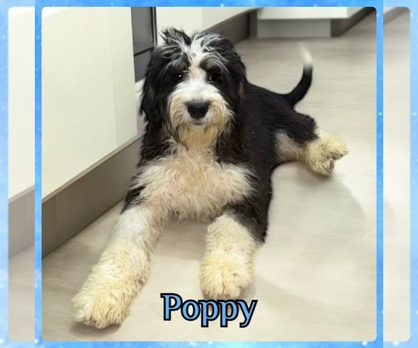 Medium Photo #2 Bernedoodle Puppy For Sale in LONGMONT, CO, USA