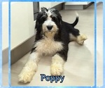 Small #1 Bernedoodle