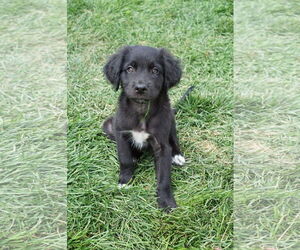 Mutt Dogs for adoption in Plainfield, IL, USA